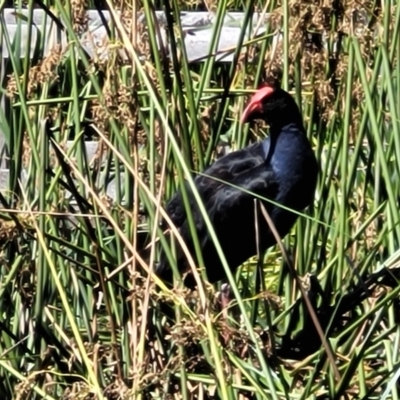 Porphyrio melanotus (Australasian Swamphen) at Mansfield, VIC - 30 Dec 2023 by trevorpreston