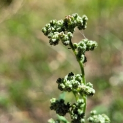 Chenopodium album (Fat Hen) at Mansfield, VIC - 30 Dec 2023 by trevorpreston