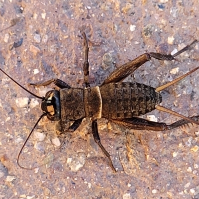 Unidentified Cricket (Orthoptera, several families) at Mansfield, VIC - 31 Dec 2023 by trevorpreston