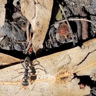 Myrmecia sp., pilosula-group at Mansfield, VIC - 30 Dec 2023 by trevorpreston