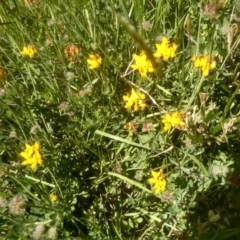 Lotus sp. (Trefoil) at Kosciuszko National Park - 29 Dec 2023 by mahargiani