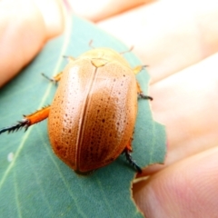 Anoplognathus sp. (genus) (Unidentified Christmas beetle) at Emu Creek - 29 Dec 2023 by JohnGiacon