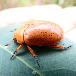 Anoplognathus sp. (genus) at Emu Creek - 29 Dec 2023