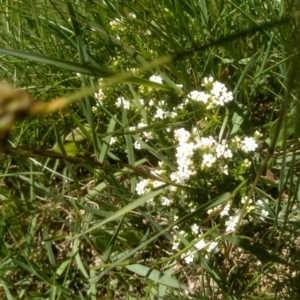 Asperula pusilla at Kosciuszko National Park - 30 Dec 2023