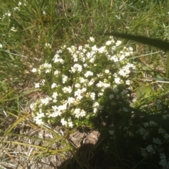 Asperula pusilla at Kosciuszko National Park - 30 Dec 2023