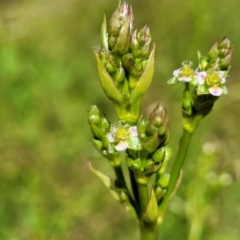 Alisma plantago-aquatica (Water Plantain) at Mansfield, VIC - 30 Dec 2023 by trevorpreston