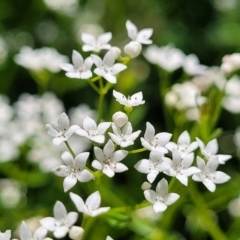 Unidentified Other Wildflower or Herb at Mansfield, VIC - 30 Dec 2023 by trevorpreston