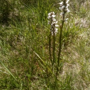 Paraprasophyllum alpestre at Kosciuszko National Park - 30 Dec 2023