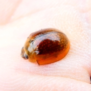 Paropsisterna cloelia at Belconnen, ACT - 29 Dec 2023