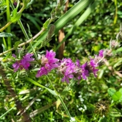 Lythrum salicaria (Purple Loosestrife) at Mansfield, VIC - 30 Dec 2023 by trevorpreston