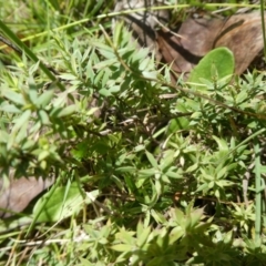 Astroloma humifusum (Cranberry Heath) at Micalong Gorge - 28 Dec 2023 by brunonia