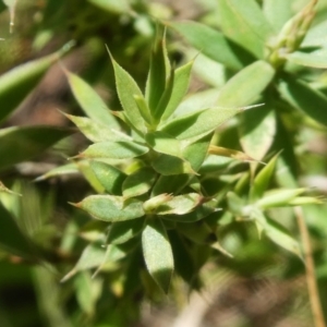 Astroloma humifusum at Micalong Gorge - 28 Dec 2023