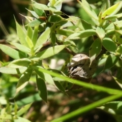 Astroloma humifusum at Micalong Gorge - 28 Dec 2023