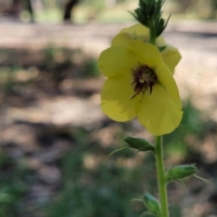 Verbascum virgatum (Green Mullein) at Mansfield, VIC - 30 Dec 2023 by trevorpreston