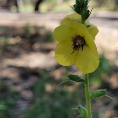 Verbascum virgatum (Green Mullein) at Mansfield, VIC - 30 Dec 2023 by trevorpreston