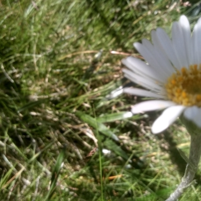 Celmisia tomentella (Common Snow Daisy) at Kosciuszko National Park - 30 Dec 2023 by mahargiani