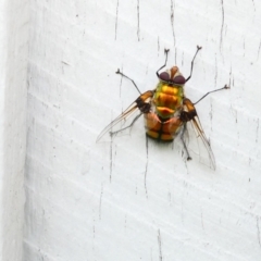 Rutilia (Chrysorutilia) sp. (genus & subgenus) (A Bristle Fly) at Emu Creek - 29 Dec 2023 by JohnGiacon