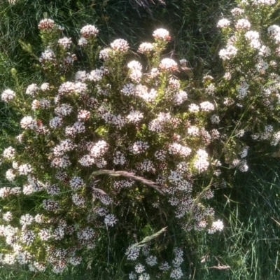 Ozothamnus alpinus (Alpine Everlasting) at Kosciuszko National Park - 30 Dec 2023 by mahargiani