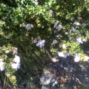 Prostanthera cuneata at Kosciuszko National Park - 30 Dec 2023