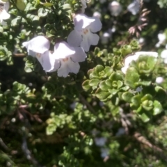 Prostanthera cuneata at Kosciuszko National Park - 30 Dec 2023