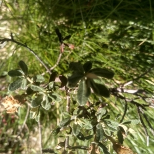 Olearia phlogopappa subsp. flavescens at Kosciuszko National Park - 30 Dec 2023 11:07 AM