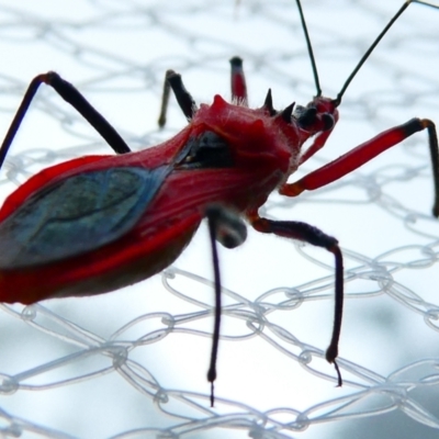 Gminatus australis (Orange assassin bug) at Emu Creek Belconnen (ECB) - 29 Dec 2023 by JohnGiacon