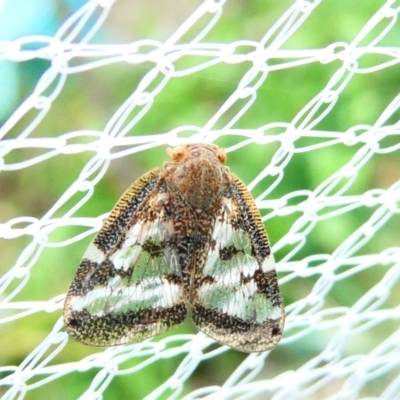 Scolypopa australis (Passionvine hopper, Fluffy bum) at Emu Creek - 29 Dec 2023 by JohnGiacon