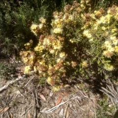 Kunzea muelleri (Yellow Kunzea) at Kosciuszko National Park - 30 Dec 2023 by mahargiani