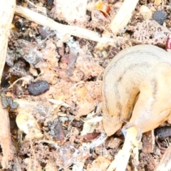 Ambigolimax nyctelia (Striped Field Slug) at Belconnen, ACT - 29 Dec 2023 by JohnGiacon