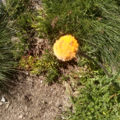 Craspedia sp. (Billy Buttons) at Kosciuszko National Park - 30 Dec 2023 by mahargiani