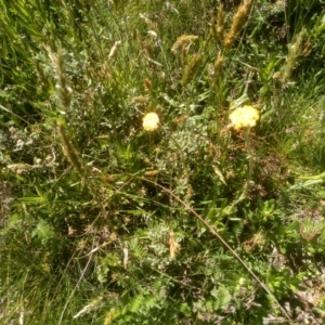 Craspedia sp. at Kosciuszko National Park - 30 Dec 2023