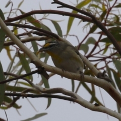 Pardalotus striatus (Striated Pardalote) at Symonston, ACT - 31 Dec 2023 by RodDeb