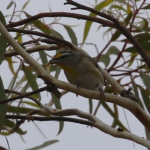 Pardalotus striatus at Symonston, ACT - 31 Dec 2023 01:19 PM