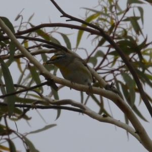 Pardalotus striatus at Symonston, ACT - 31 Dec 2023 01:19 PM