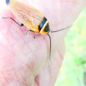 Ellipsidion australe at Emu Creek - 29 Dec 2023