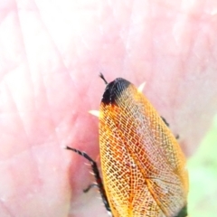 Ellipsidion australe at Emu Creek - 29 Dec 2023