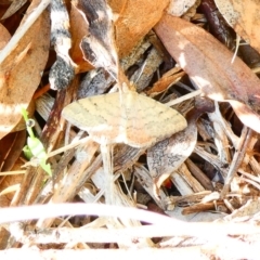 Scopula rubraria (Reddish Wave, Plantain Moth) at Belconnen, ACT - 29 Dec 2023 by JohnGiacon