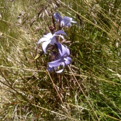 Wahlenbergia ceracea (Waxy Bluebell) at Kosciuszko National Park - 30 Dec 2023 by mahargiani