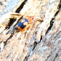 Trigonothops sp. (genus) (Bark carab beetle) at Belconnen, ACT - 29 Dec 2023 by JohnGiacon