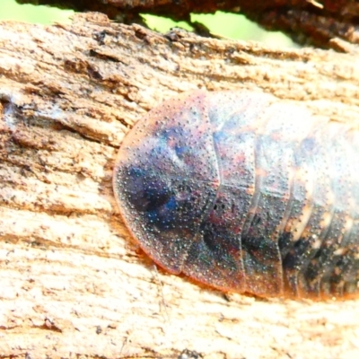 Laxta sp. (genus) (Bark cockroach) at Belconnen, ACT - 29 Dec 2023 by JohnGiacon