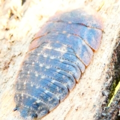 Laxta sp. (genus) at Flea Bog Flat to Emu Creek Corridor - 30 Dec 2023