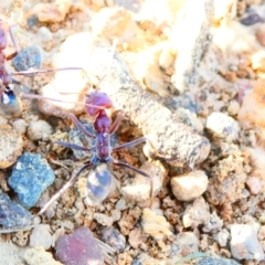 Iridomyrmex purpureus (Meat Ant) at Flea Bog Flat to Emu Creek Corridor - 29 Dec 2023 by JohnGiacon