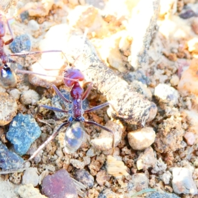 Iridomyrmex purpureus (Meat Ant) at Flea Bog Flat to Emu Creek Corridor - 29 Dec 2023 by JohnGiacon