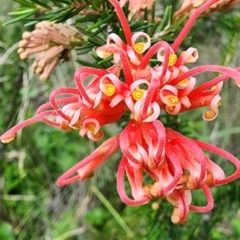 Grevillea juniperina subsp. fortis (Grevillea) at Red Hill Nature Reserve - 31 Dec 2023 by Steve818