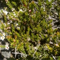 Baeckea gunniana (Alpine Baeckea) at Kosciuszko National Park - 30 Dec 2023 by mahargiani