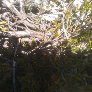 Baeckea gunniana at Kosciuszko National Park - 30 Dec 2023 12:51 PM