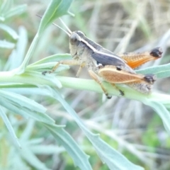 Phaulacridium vittatum (Wingless Grasshopper) at Emu Creek Belconnen (ECB) - 30 Dec 2023 by JohnGiacon