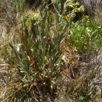 Senecio gunnii (Mountains Fireweed) at Kosciuszko National Park - 30 Dec 2023 by mahargiani