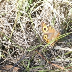 Junonia villida (Meadow Argus) at Belconnen, ACT - 30 Dec 2023 by JohnGiacon