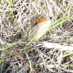 Junonia villida at Emu Creek - 30 Dec 2023